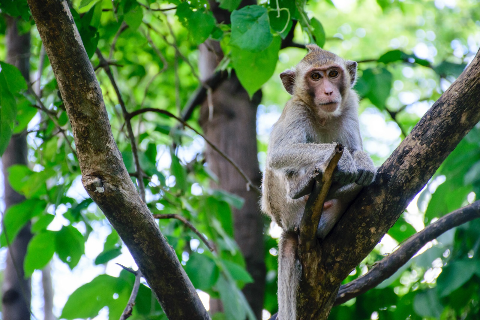 vaiolo delle scimmie