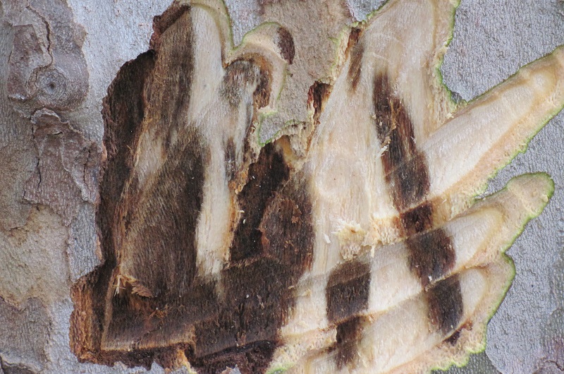 Cancro colorato archivio