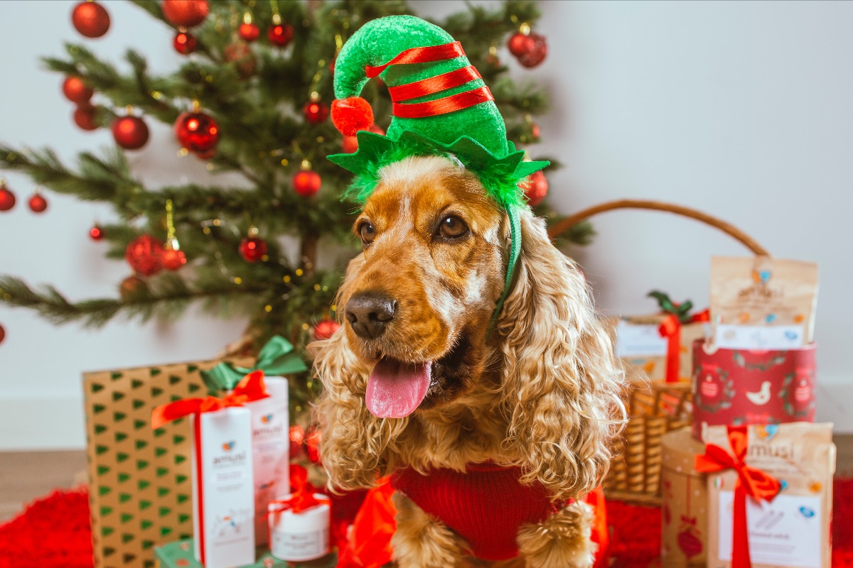 foto cane natale