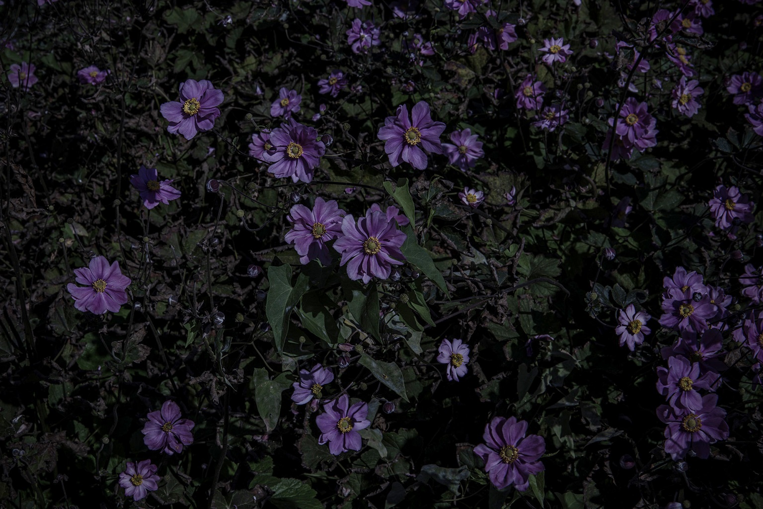 8 Alessandra Calo The Gardens Tale 2022