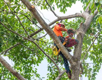 via brianza cusano potature