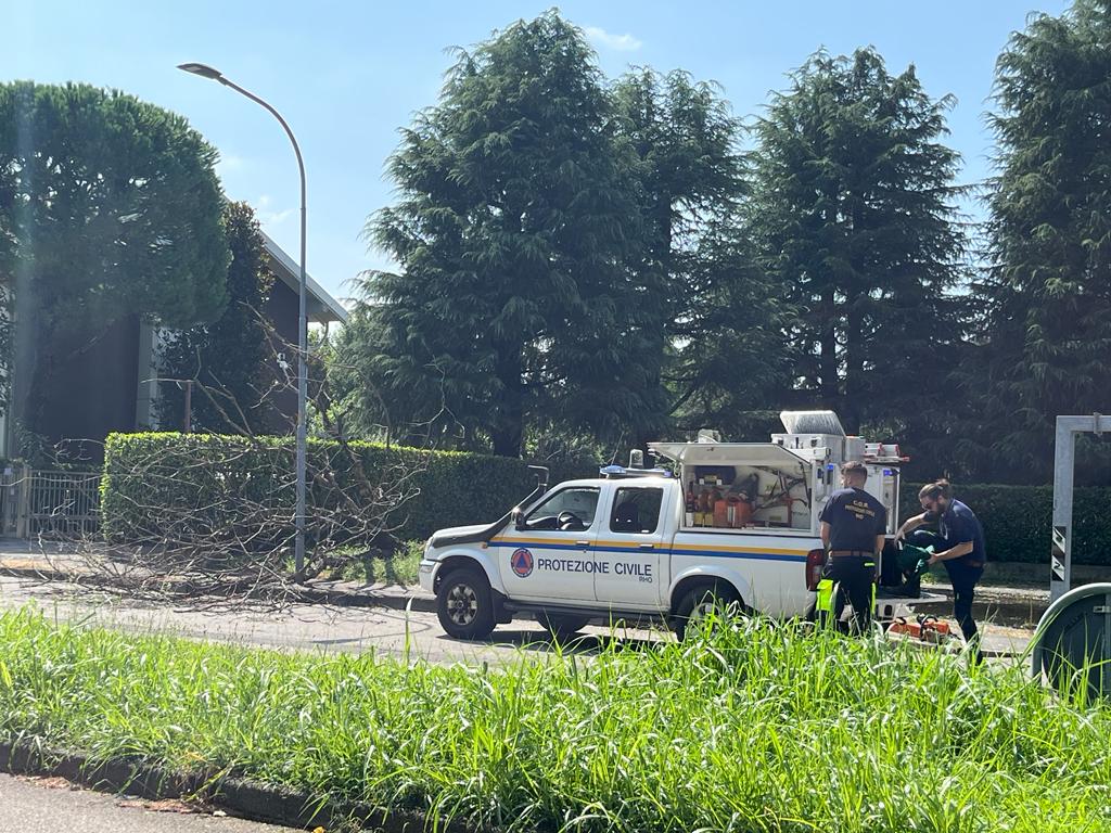 Prociv al lavoro per piante cadute