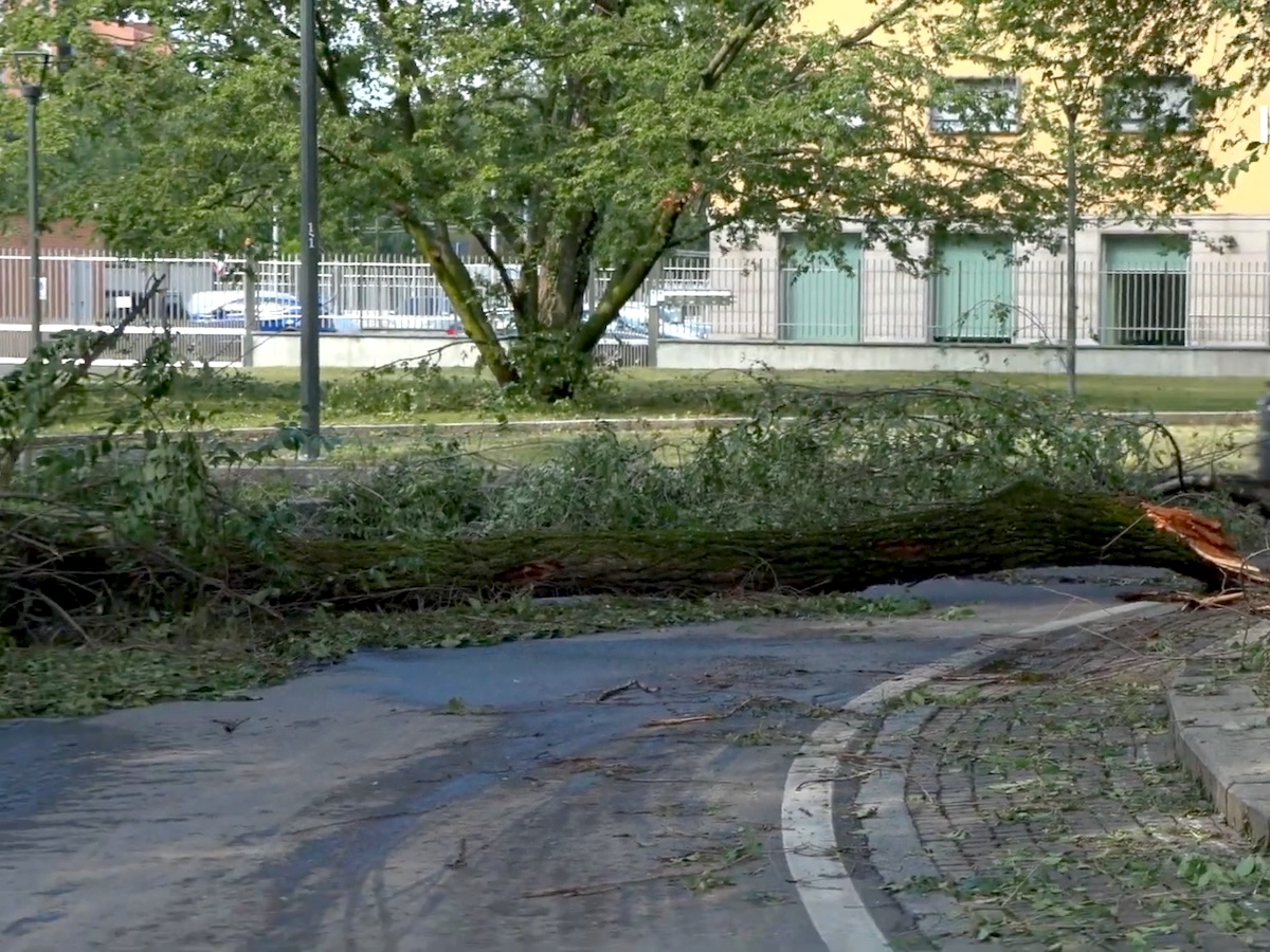 albero caduto