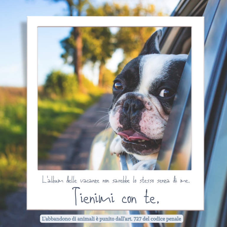 Campagna contro l'abbandono degli animali Sesto