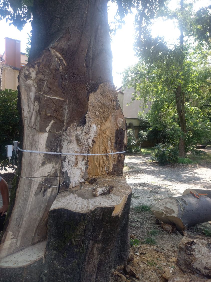 abbatimento albero monumentale Bresso