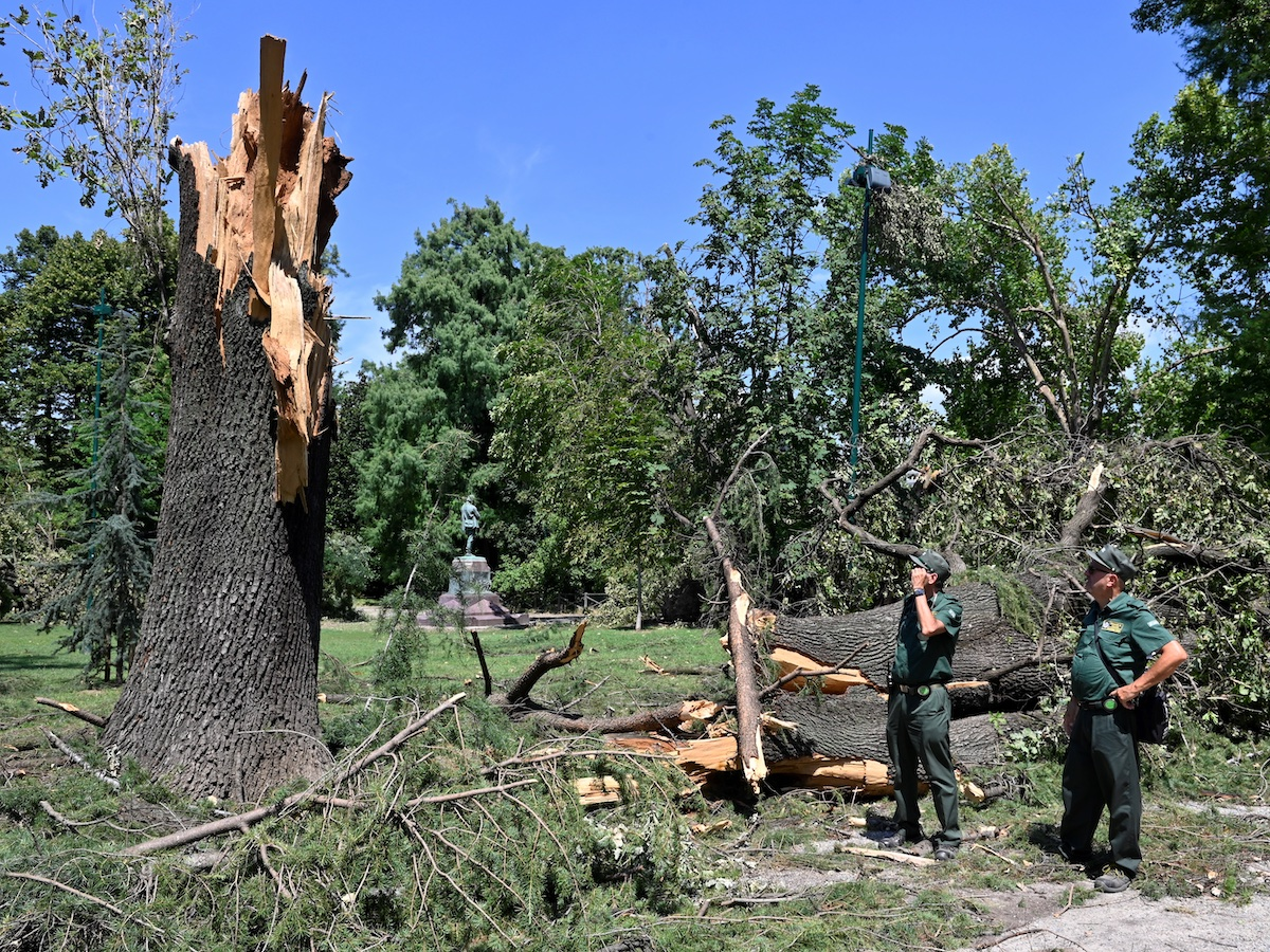 alberi abbattuti maltempo milano