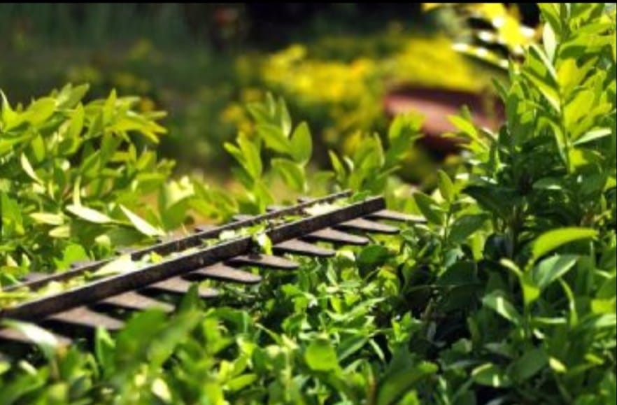 pulizia delle aree verdi