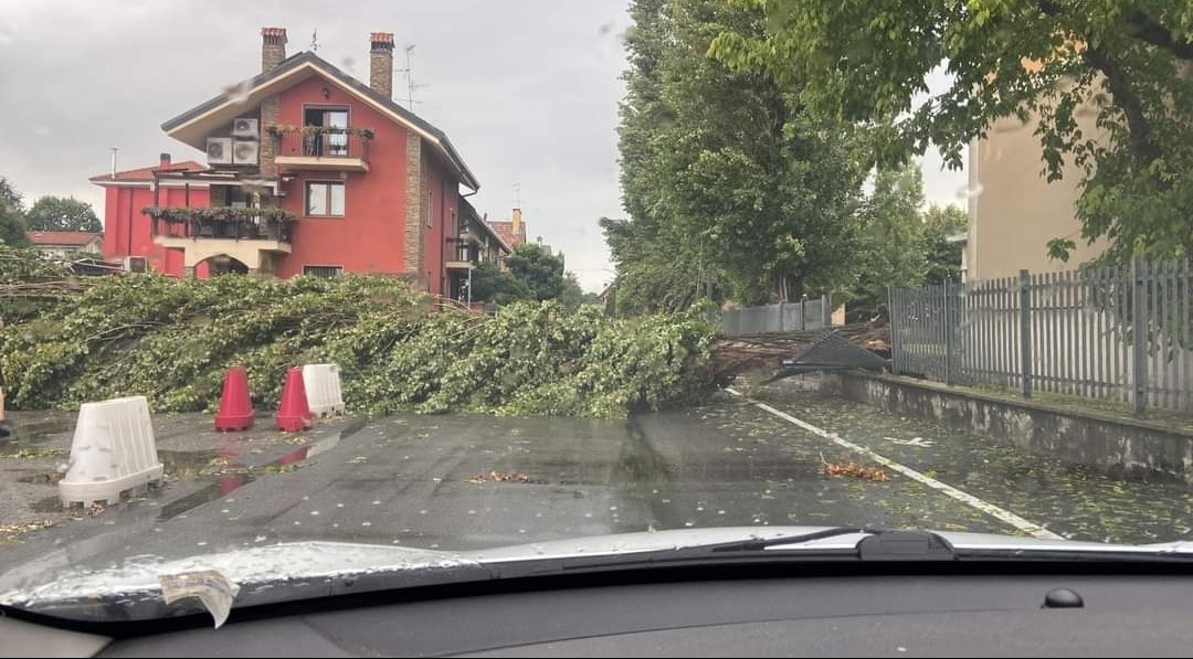 albero su cancellata scuola via Buozzi rho