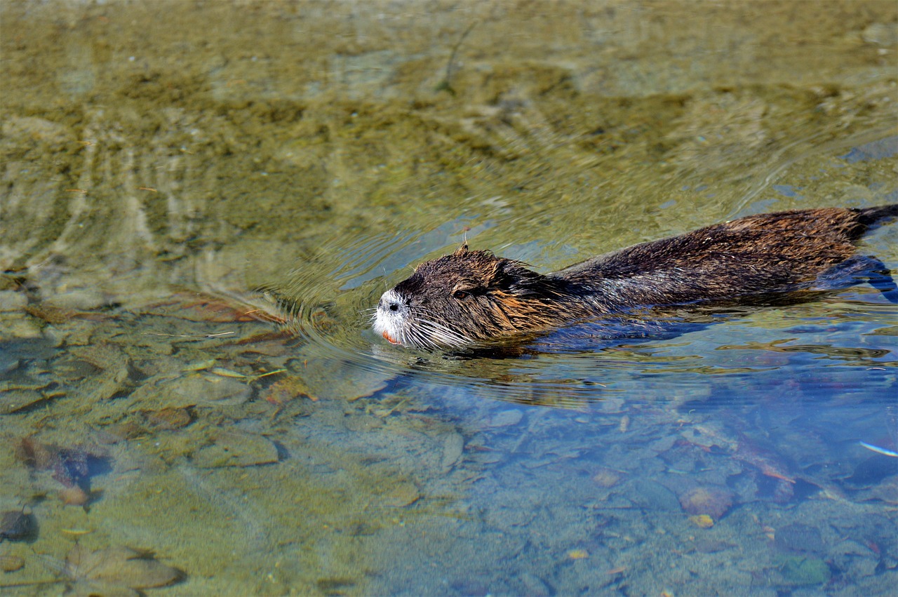 nutria