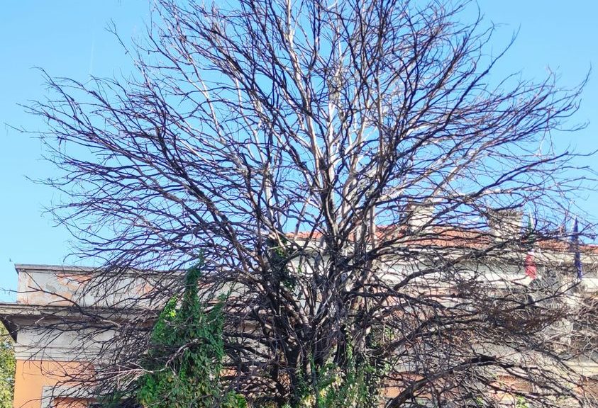 santuario faggio saronno