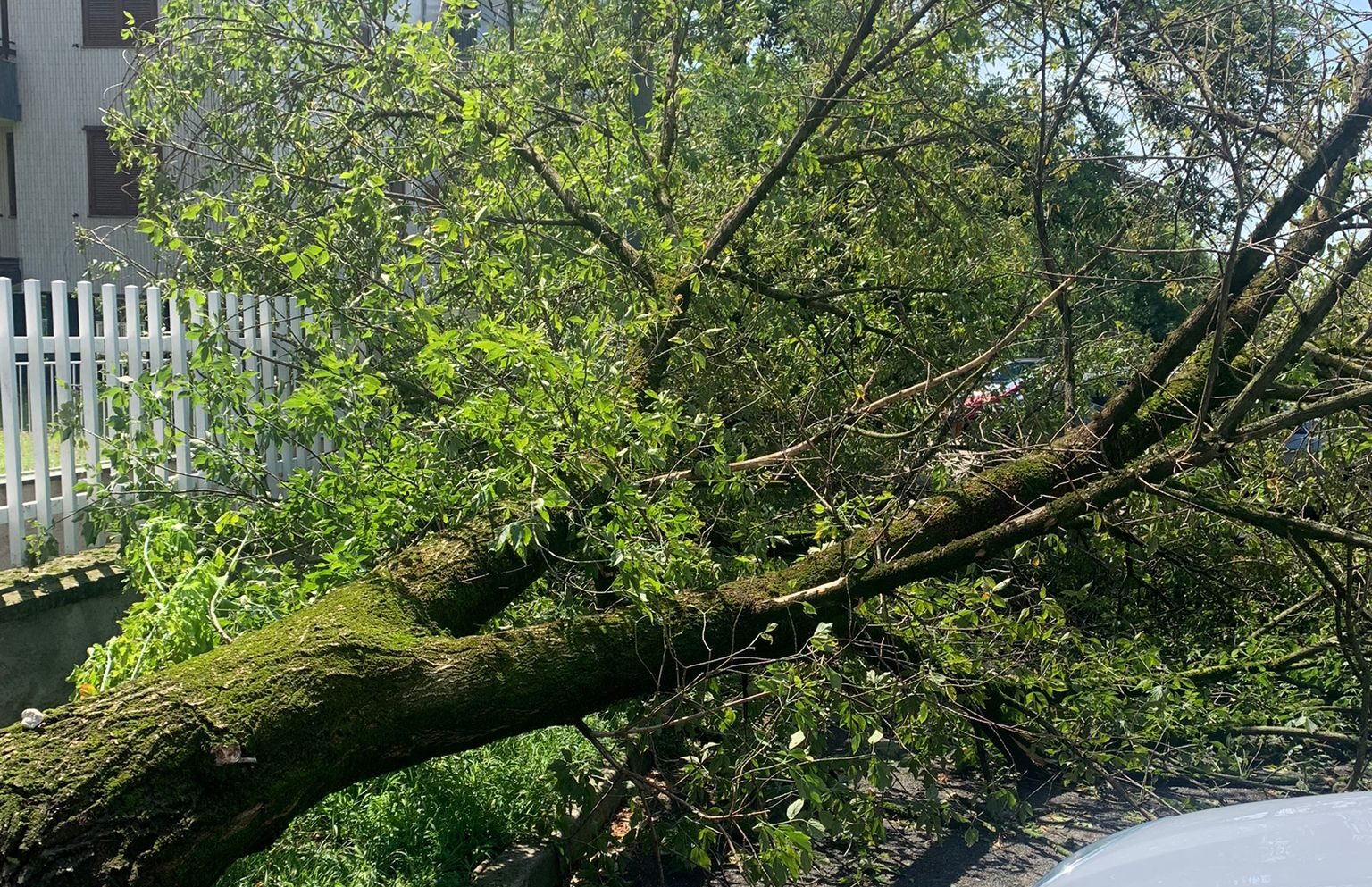 danni 24 luglio 23 rho