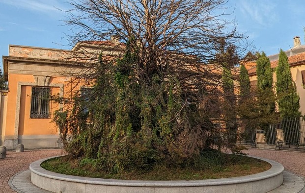 faggio santuario saronno