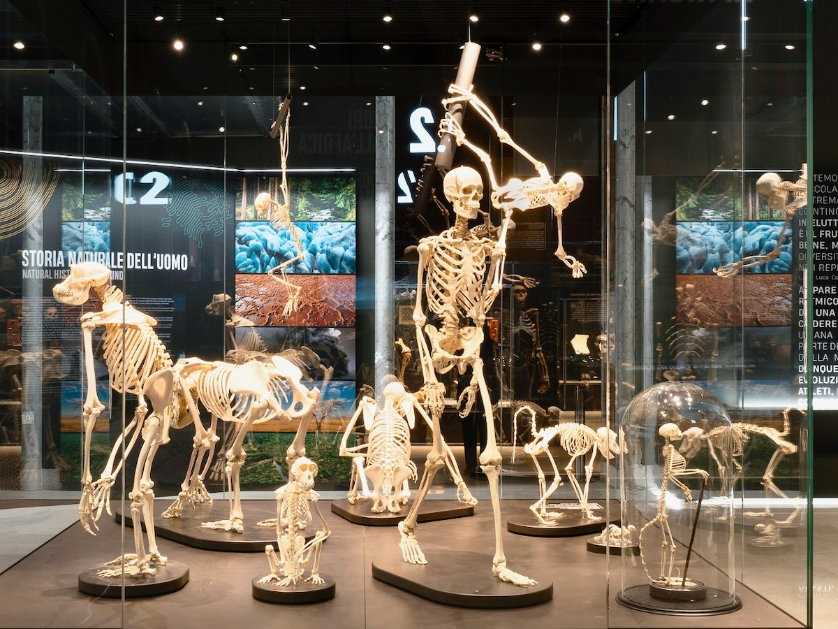 museo storia naturale milano