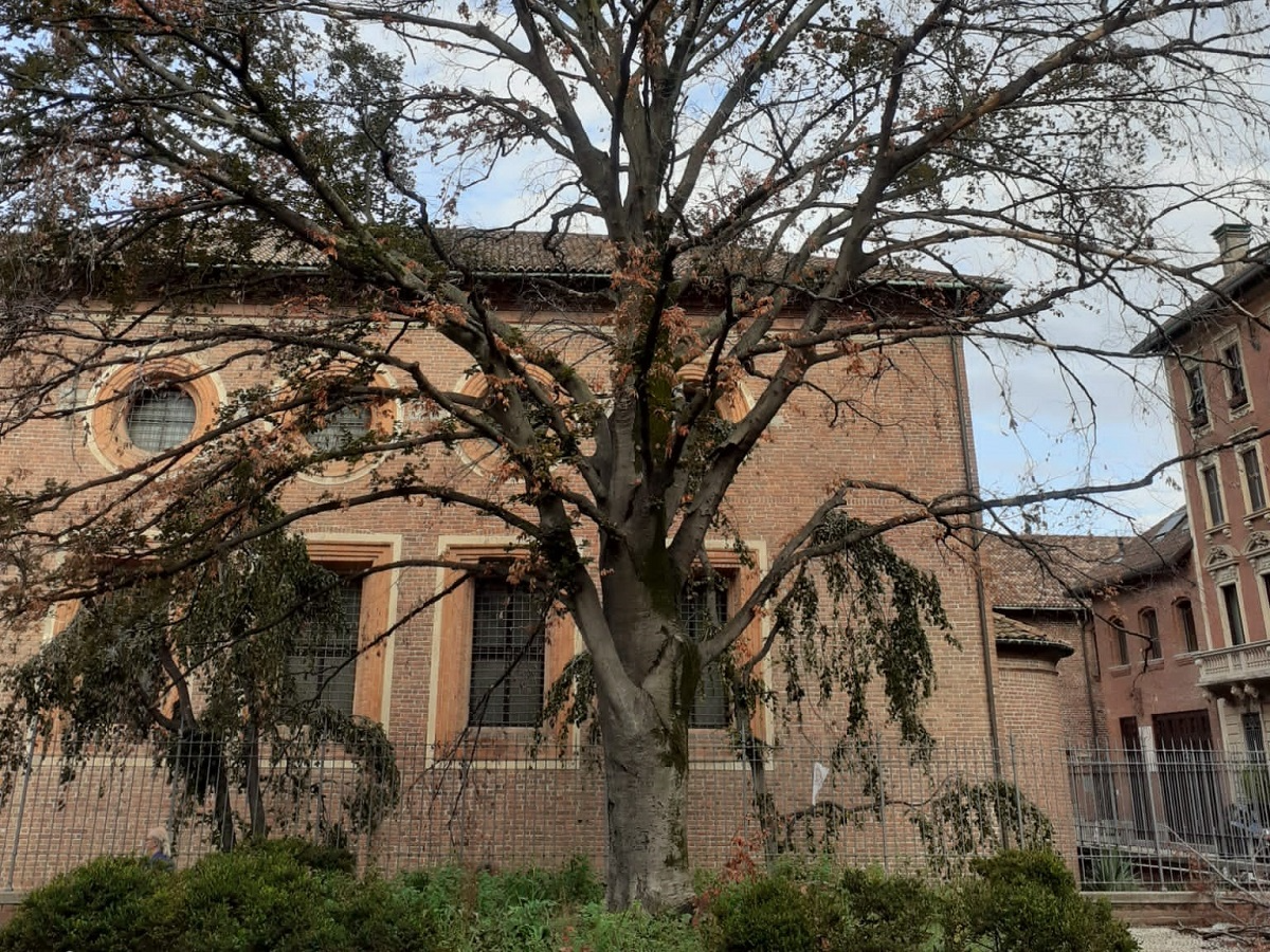 faggio via caradosso