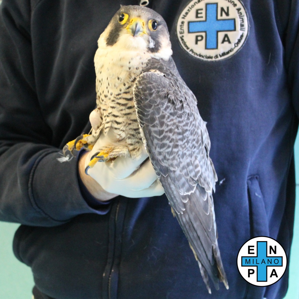 falco pellegrino enzo