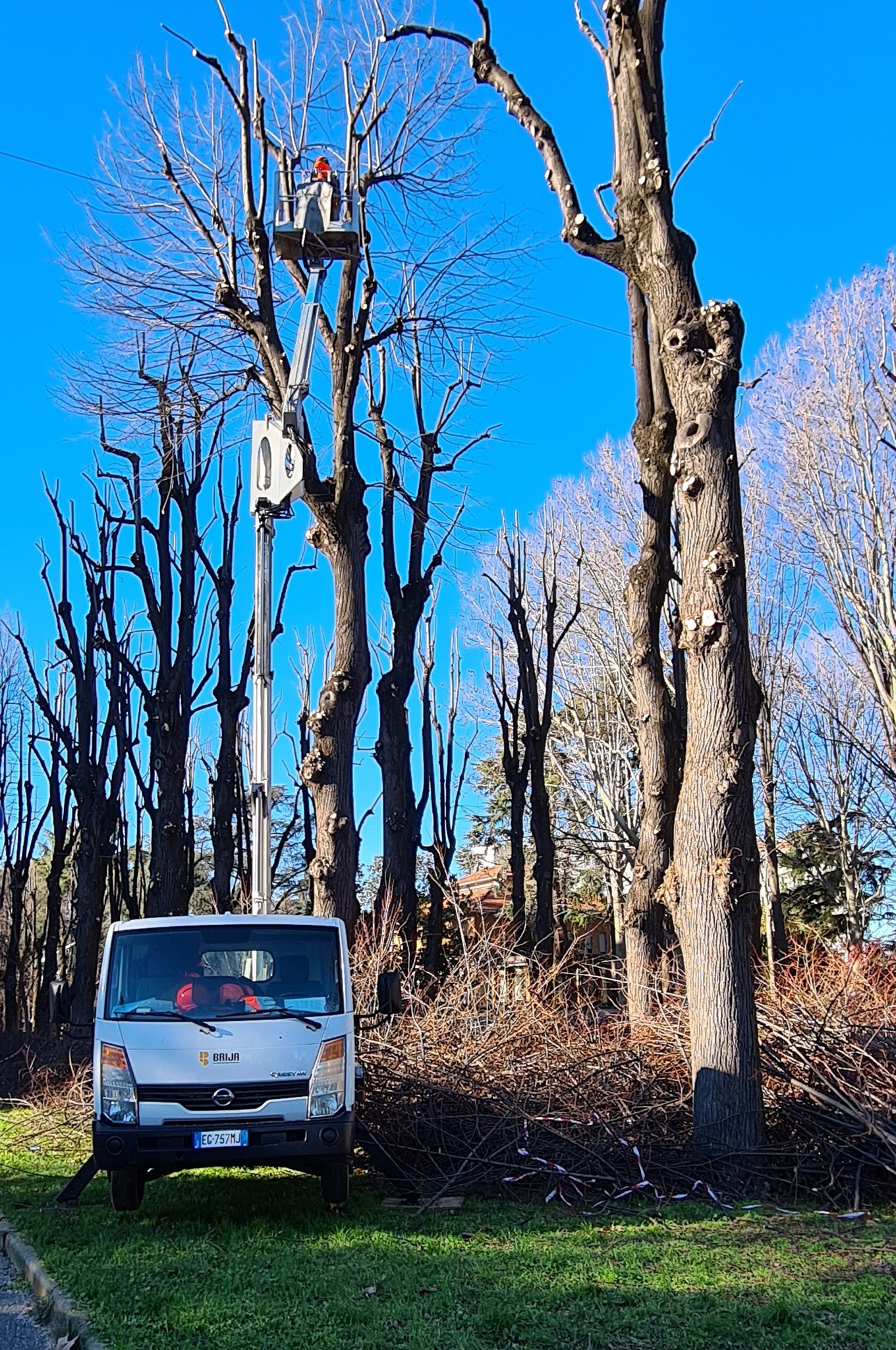 potatura via monte grappa rho