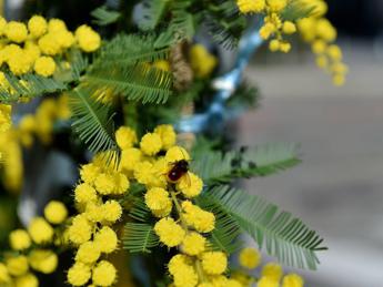 giornata internazionale della donna
