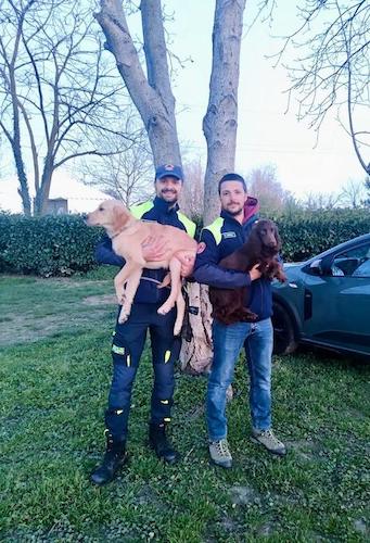 cormano gruppo cinofilo