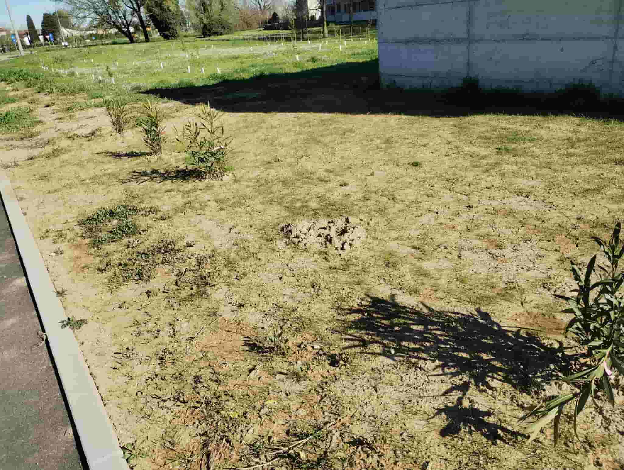 oleandri dresano-min