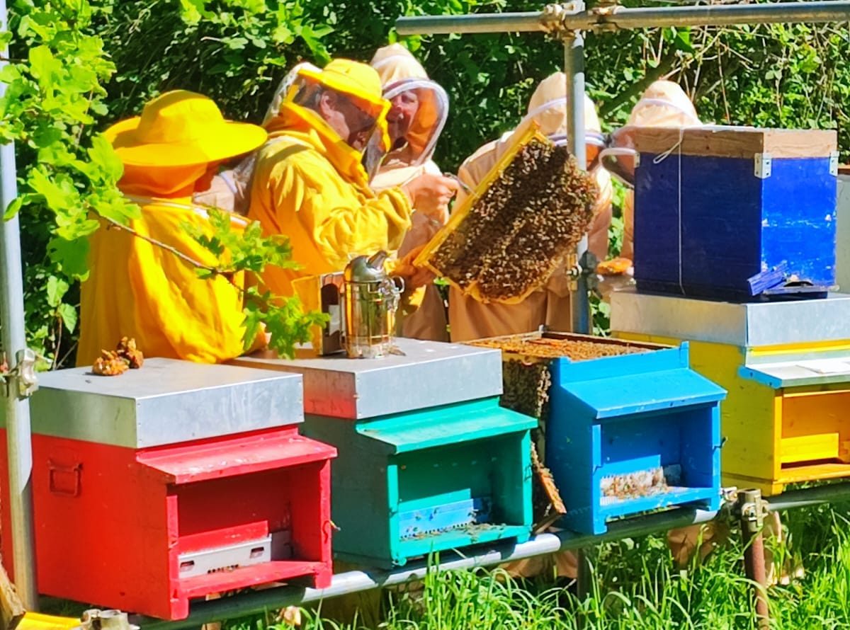 apicoltura