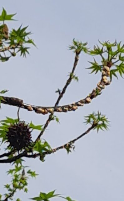 focolai Takahashia japonica