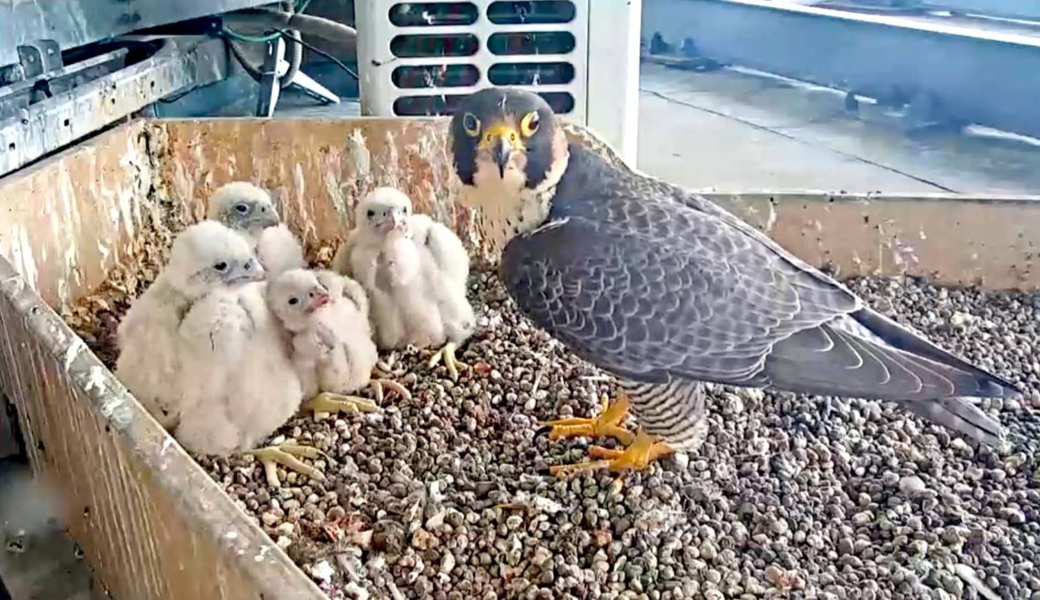 falchi-pellegrini-pirellone-1