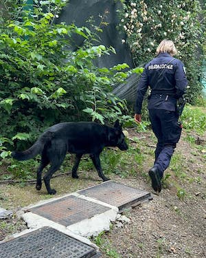 polizia cani sesto