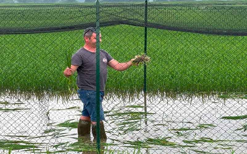 Atto vandalico campo riso TEA