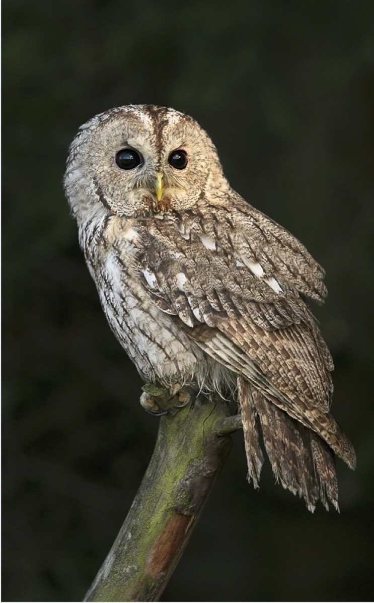 Escursione-meda-notturna-2024