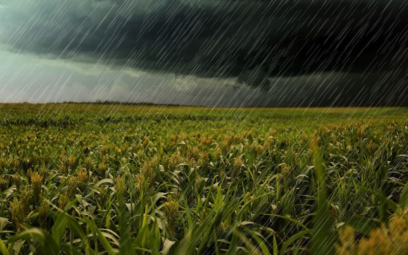 maltempo agricoltura