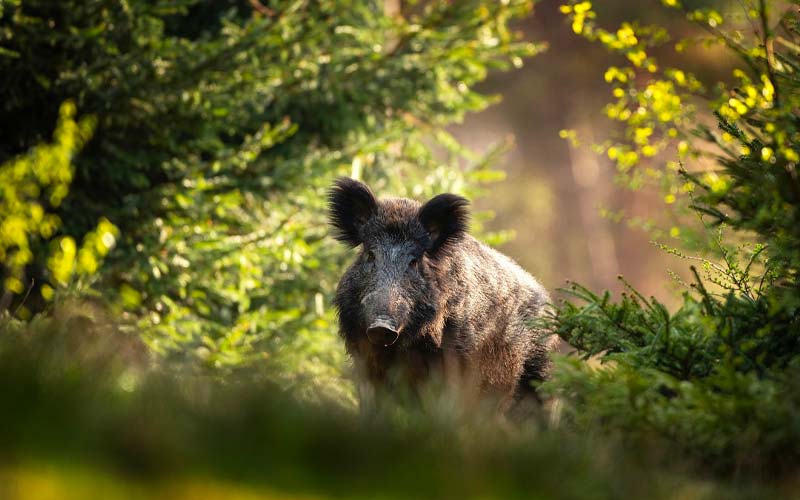 Peste suina cinghiale