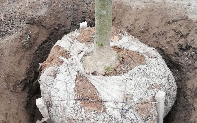 alberi albero piantumazione