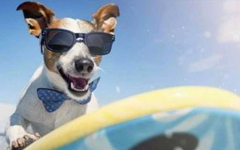 campagna anti abbandono Opera