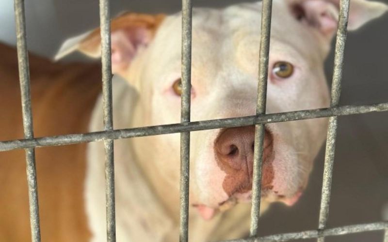 enpa abbandoni cane pitbull