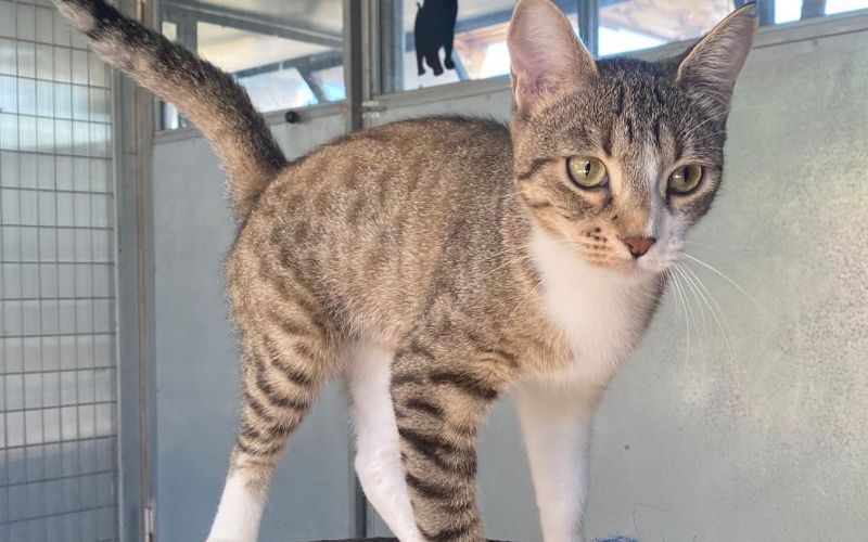 gatto gattile canile enpa