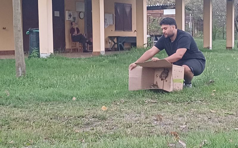 liberazione rapaci pieve