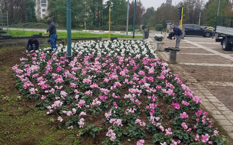 cimitero pioltello fiori