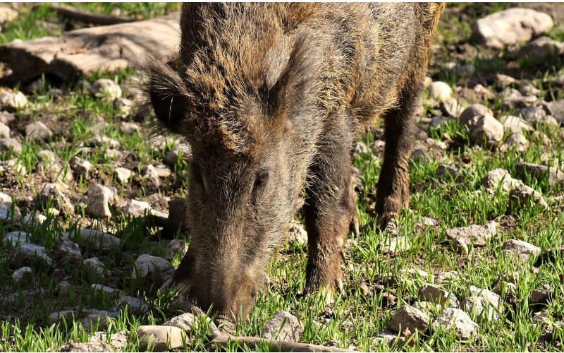 cinghiali peste suina