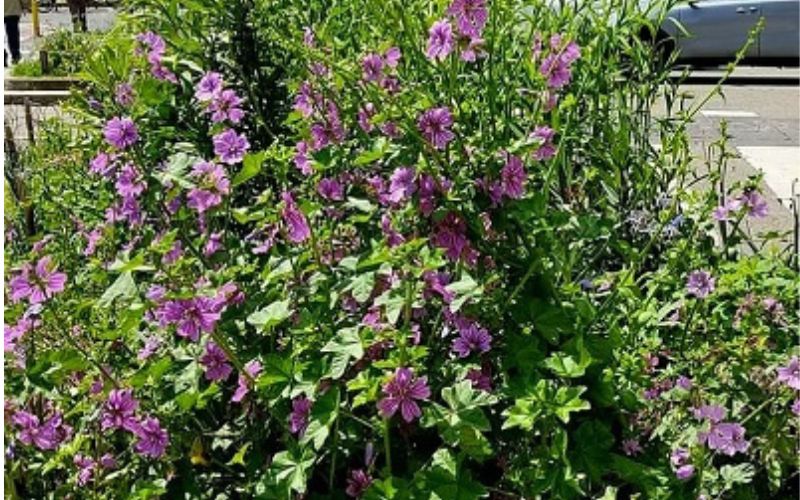 miglio delle farfalle