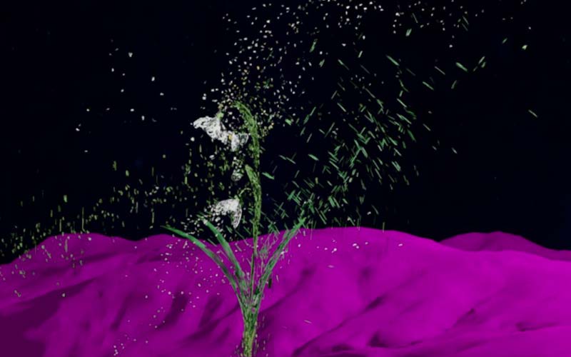 mostra nature divergenti