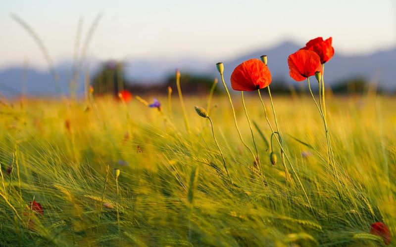 partigiani papaveri partigiano