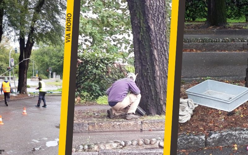 san donato alberi test