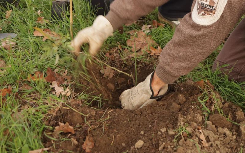 piantare alberi piantumazioni