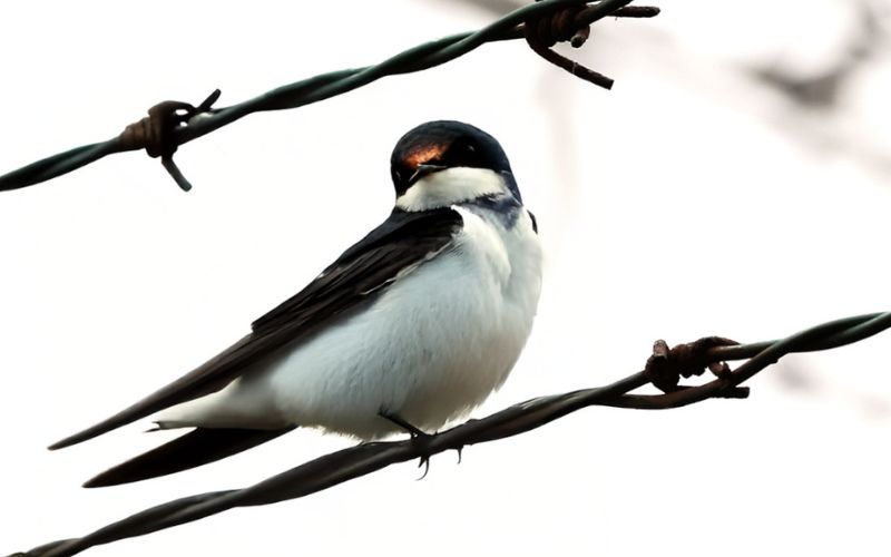 memoria filo spinato