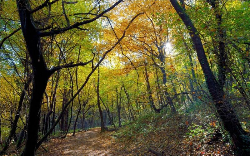 alberi parco albero natura