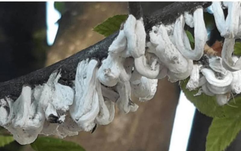 cocciniglia cotonosa