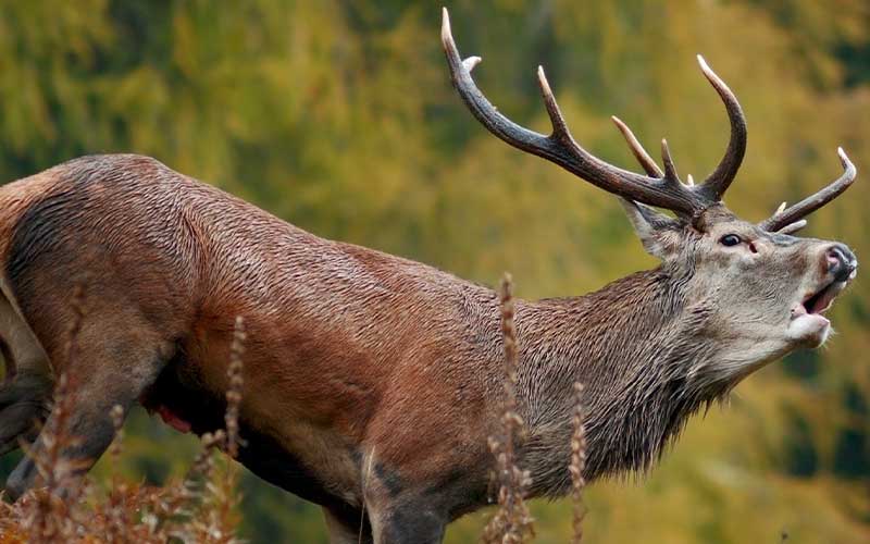 Cervo Parco dello Stelvio