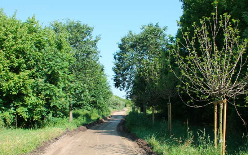 campagnetta San Donato