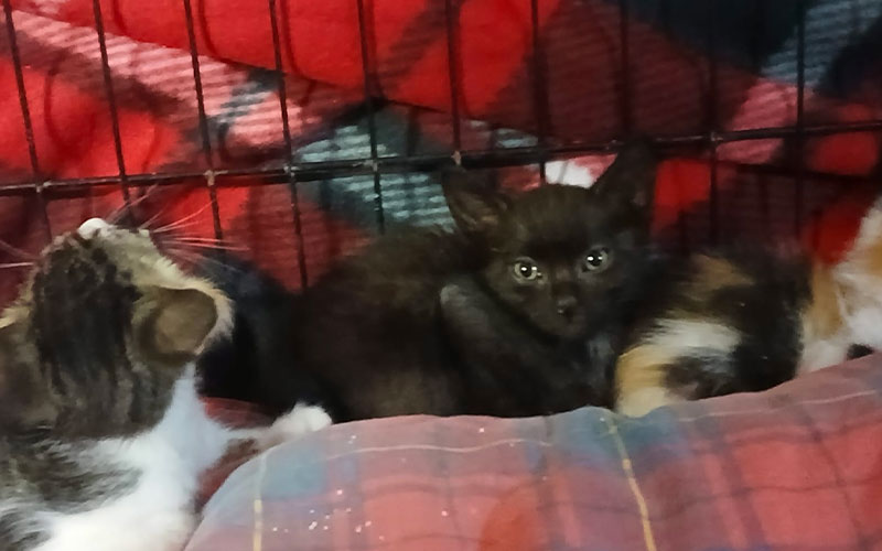 Gattini abbandonati Melegnano