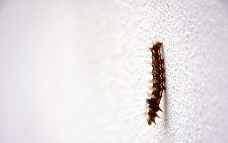 larve di Hyphantria cunea